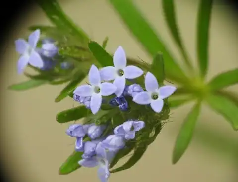 Foto dokumenter Asperula arvensis
