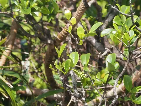 Foto dokumenter Psychotria kaduana