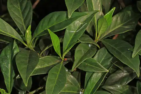 Foto dokumenter Psychotria ligustrifolia