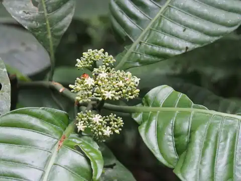 Foto dokumenter Psychotria limonensis
