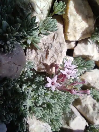 Foto dokumenter Asperula glomerata