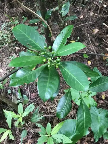 Foto dokumenter Psychotria manillensis