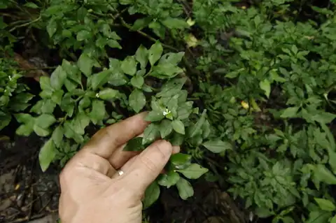 Foto dokumenter Psychotria parvifolia