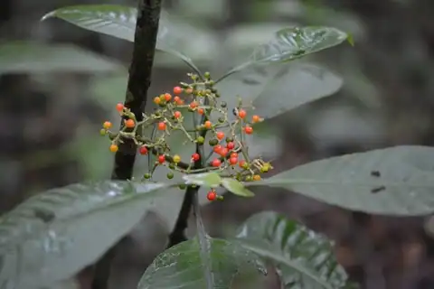 Foto dokumenter Psychotria trichotoma
