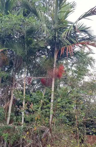 Foto dokumenter Ptychosperma elegans
