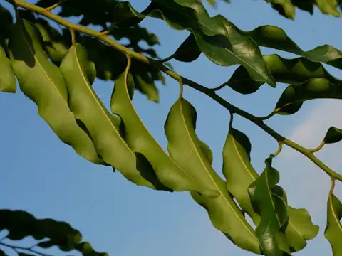 Foto dokumenter Putranjiva roxburghii