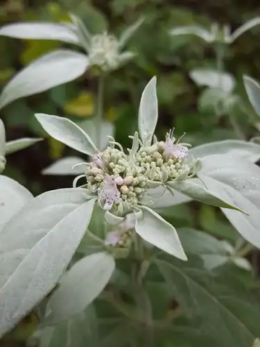 Foto dokumenter Pycnanthemum albescens