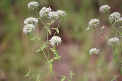 Foto dokumenter Pycnanthemum flexuosum