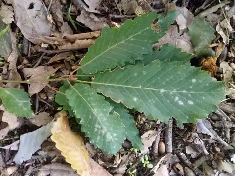 Foto dokumenter Quercus canariensis