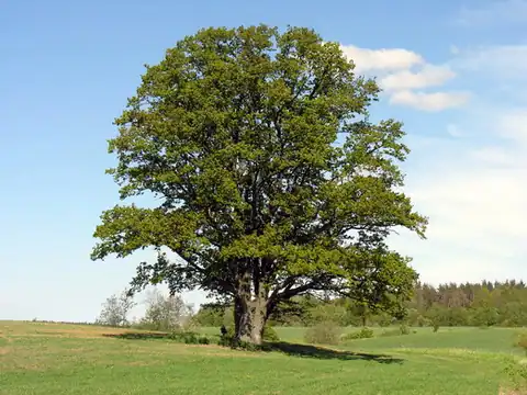 Foto dokumenter Quercus robur