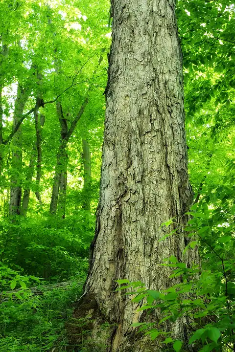 Foto dokumenter Quercus rubra