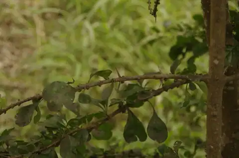 Foto dokumenter Randia obcordata
