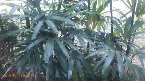 Foto dokumenter Rhapis excelsa