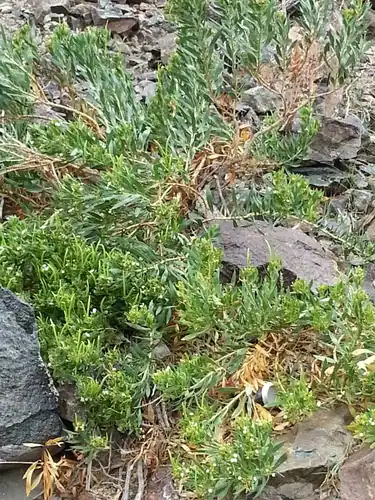 Foto dokumenter Rhazya stricta