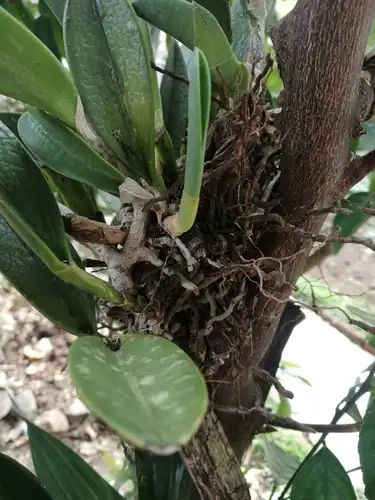 Foto dokumenter Rhyncholaelia glauca
