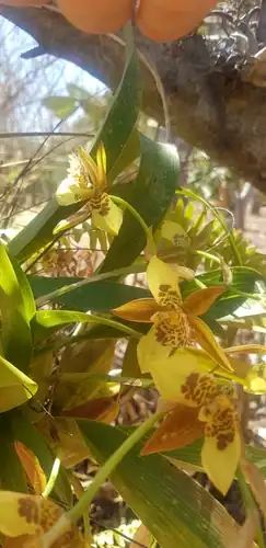 Foto dokumenter Rhynchostele maculata