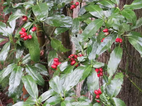 Foto dokumenter Aucuba japonica
