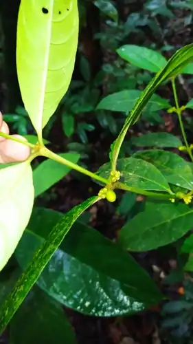 Foto dokumenter Ronabea latifolia