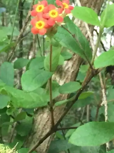Foto dokumenter Rondeletia odorata