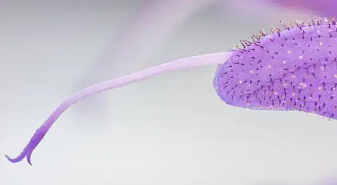 Foto dokumenter Salvia pratensis