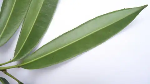 Foto dokumenter Sapium glandulosum
