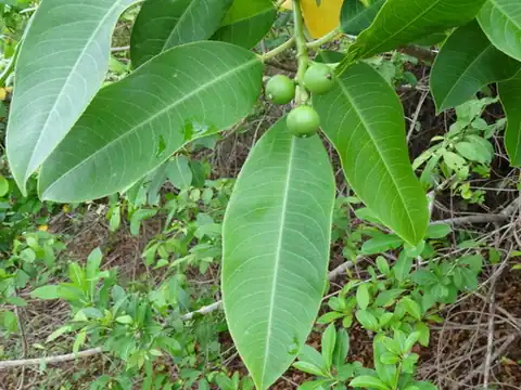 Foto dokumenter Sapium lateriflorum