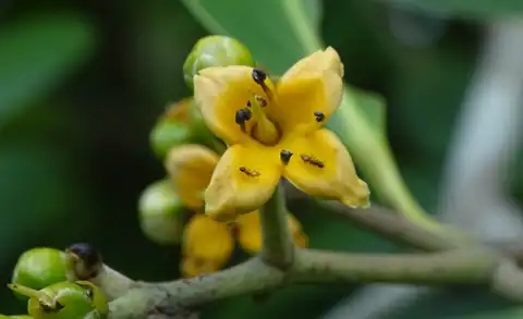 Foto dokumenter Avicennia officinalis