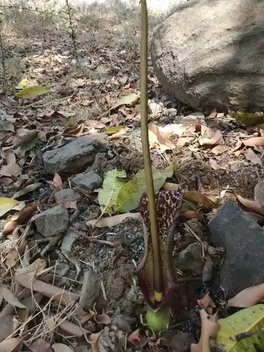 Foto dokumenter Sauromatum venosum