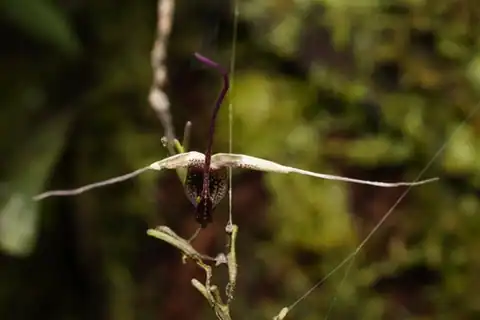 Foto dokumenter Scaphosepalum gibberosum