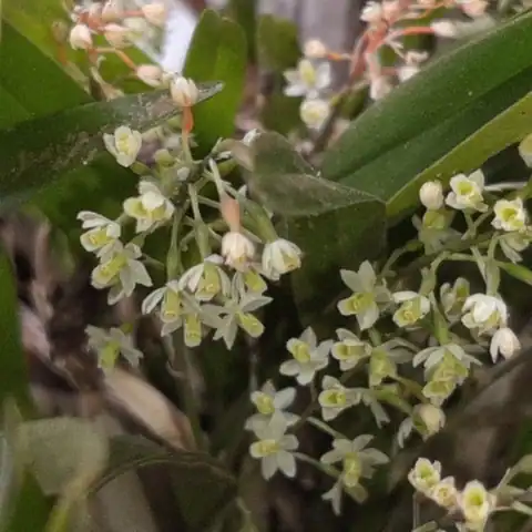 Foto dokumenter Scaphyglottis micrantha