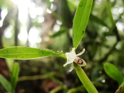 Foto dokumenter Scaphyglottis prolifera