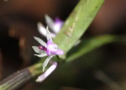 Foto dokumenter Scaphyglottis stellata