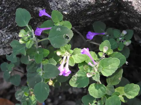 Foto dokumenter Scutellaria seleriana