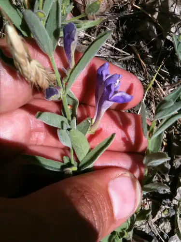 Foto dokumenter Scutellaria siphocampyloides
