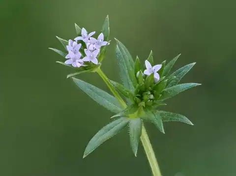 Foto dokumenter Sherardia arvensis