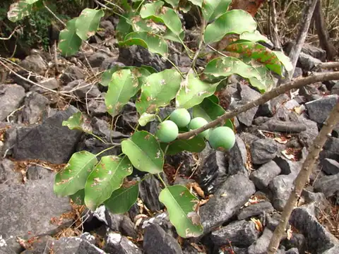Foto dokumenter Sideroxylon capiri