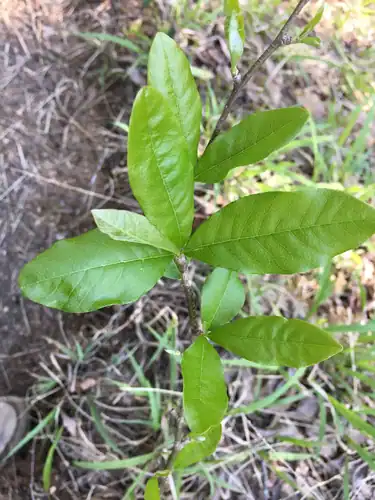 Foto dokumenter Sideroxylon lycioides