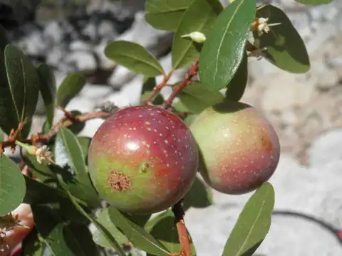 Foto dokumenter Sideroxylon peninsulare