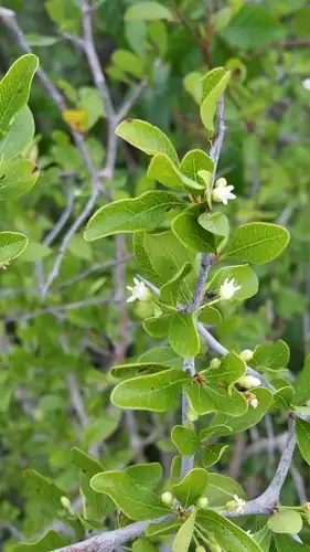 Foto dokumenter Sideroxylon reclinatum