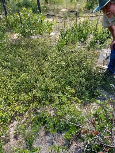 Foto dokumenter Sideroxylon rufohirtum