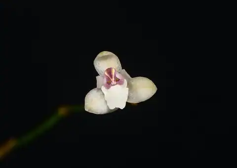 Foto dokumenter Sirhookera lanceolata