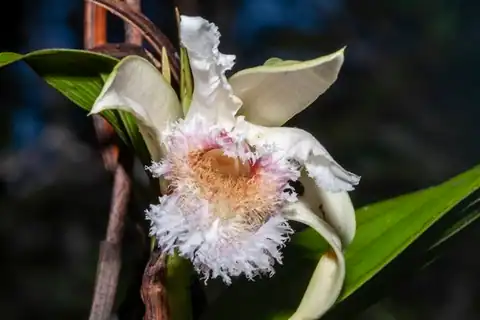 Foto dokumenter Sobralia fimbriata