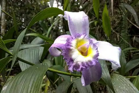 Foto dokumenter Sobralia violacea