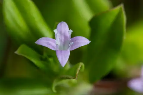 Foto dokumenter Spermacoce articularis