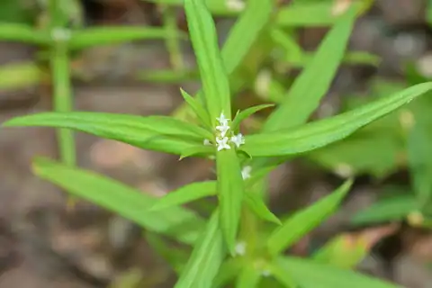 Foto dokumenter Spermacoce pusilla