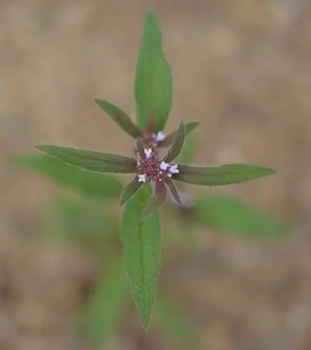Foto dokumenter Spermacoce suaveolens