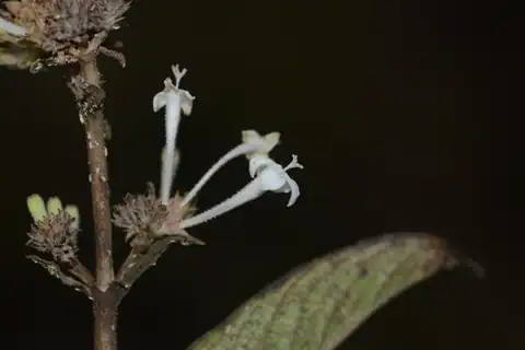 Foto dokumenter Spermadictyon suaveolens