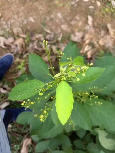 Foto dokumenter Baliospermum solanifolium
