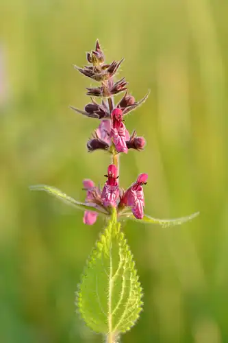 Foto dokumenter Stachys sylvatica