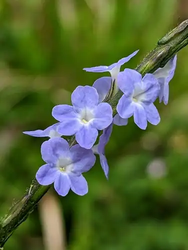 Foto dokumenter Stachytarpheta cayennensis
